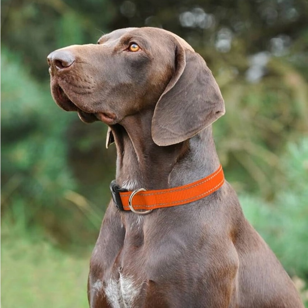 Taglory Reflective Adjustable Dog Collars Nylon Webbing and Quick Release buckle
